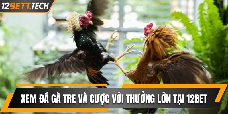 Đá gà tre